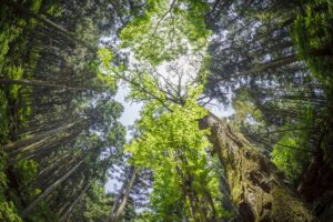 Embody Vitality Movement Practices for Vibrant Living